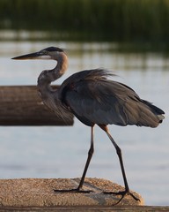 Great Blue Heron on the boardwalk pylons