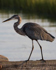 Great Blue Heron