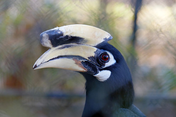 Close-up of a hornbill in the zoo © 2D_Jungle