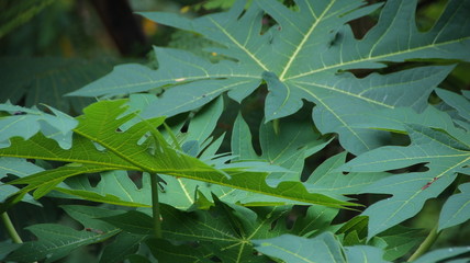 papaya leaves photographed directly in nature, still attached to trees in the forest
