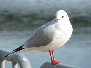 川岸の柵に留まるユリカモメ