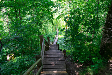 Fototapeta na wymiar Stairs through the forest in Gauja National Park, Latvia