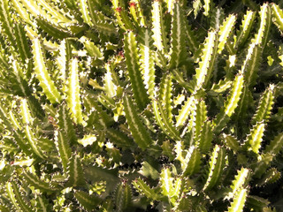 Close up of green cactus as background.
