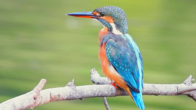 Beautiful common Kingfisher bird dressing after ready to relax in the evening.