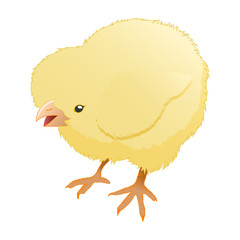 Yellow chicken isolated on white background. Vector illustration