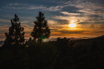 A beautiful orange sunset with the blue cloudy sky and two pine-tree silhouettes in the oreground on a warm summer evening on Tenerife.