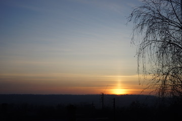 sunset sky with the sun, birch tree silhouette.