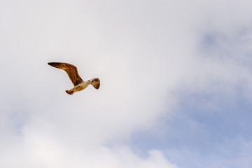 seagull in the sky