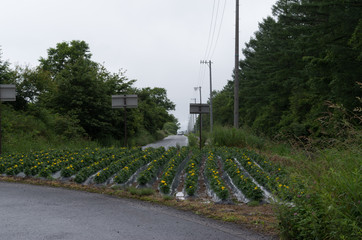 峠の国道