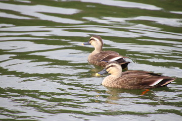 池を泳ぐカルガモ