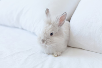 Small gray baby rabbit on the white background. Funny home pet on the bed. Hare on social isolation. Bunny is a symbol of Easter and spring holidays
