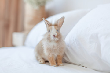 Ginger rabbit close up portrait on the bed. Fluffy pet portrait at home on white background. Fluffy brown and white small bunny is the symbol of Easter and spring