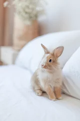 Ginger bunny sitting on the bed behind the pillows. Small brown rabbit is the symbol of spring and Easter. White bed linen © Анна В