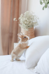 Easter bunny on the bed vertical orientation. Soft focus background. Animal standing on hind legs. Ginger rabbit interesting with home living.