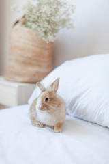 Ginger bunny sitting on the bed behind the pillows. Small brown rabbit is the symbol of spring and Easter. White bed linen