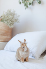 Brown little rabbit on the bed sitting at the pillow. Bunny is the symbol of Easter and spring. Mock up on white background vertical orientation. Easter home decorations with flowers and greenery