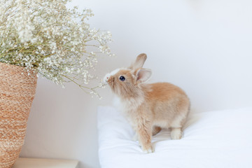 Little ginger bunny eating gypsophila on the top of the pillow. Rabbit is the symbol of spring and Easter