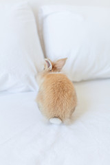 Little furry tail of ginger rabbit. Bunny is the Symbol of the spring and Easter