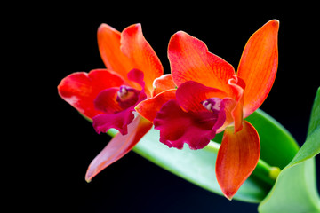 red orange orchid flower