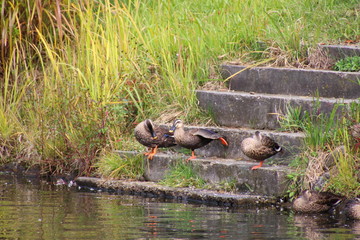 階段で毛づくろいするカルガモ