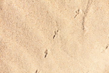 Small animal footprints on the sand on the beach