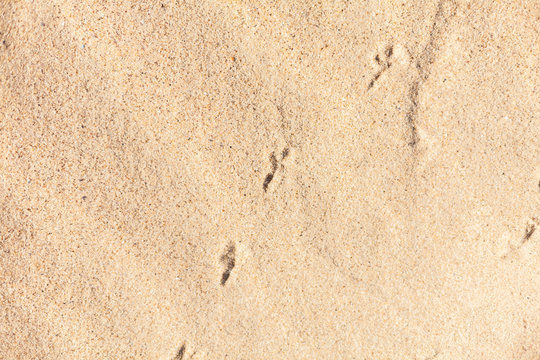 Small Animal Footprints On The Sand On The Beach