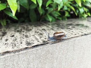 Little Snail