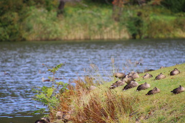休憩するカルガモ