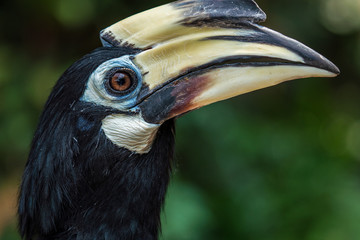 Close up image of Oriental pied hornbill with green background