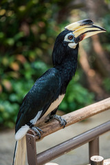 Close up image of Oriental pied hornbill with green background