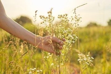 Summer wild meadow grass and flowers in girl hand, nature