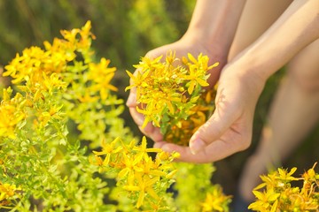 Yellow blooming St. John's wort hypericum in girls hand