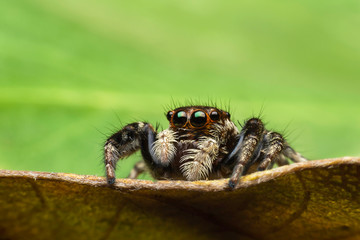jumping spider