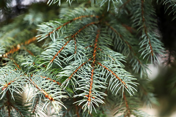 Naklejka na ściany i meble Selective focus. Macro. Branches of blue spruce.