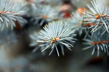 Naklejka na ściany i meble Selective focus. Macro. Branches of blue spruce.