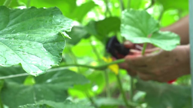Close up senior woman hand farmer pollinating melon fruits tree by rubbing pollen from male stamen on female carpels flower, hands pull mustache from tendrils vine help effective breeding melon 