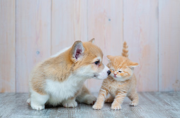 Pembroke Welsh Corgi puppy and kitten together
