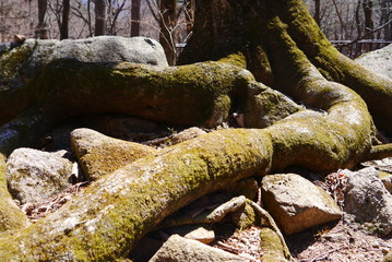 closeup of brown roots, green moos, leafes and stones, nature concept