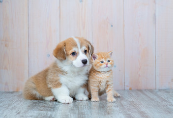 Pembroke Welsh Corgi puppy and kitten together - obrazy, fototapety, plakaty