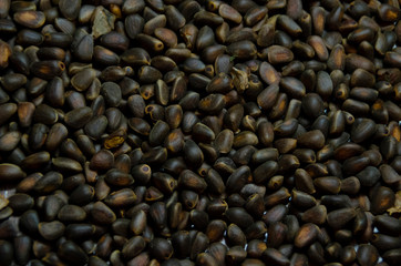 pine nuts from Siberia