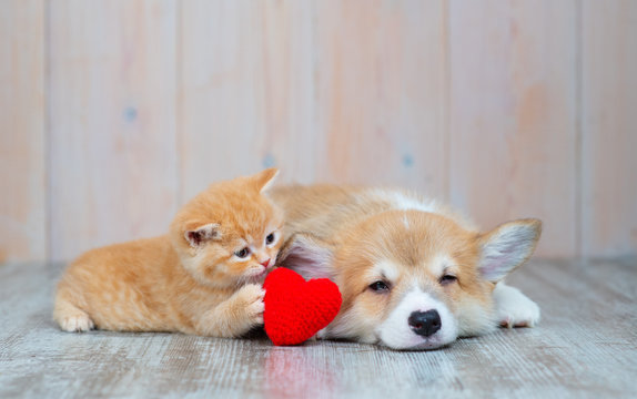 Cat And Dog With Red Heart