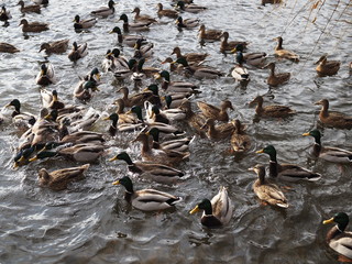 Fototapeta premium hungry wild ducks fight for food in crowd at lake