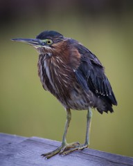 Green Heron drying off (it got caught in the rain!)