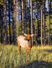 Naklejka na ściany i meble Hornless deer grazes at the forest