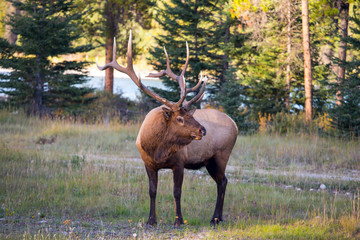 Large caribou reindeer grazes in the forest