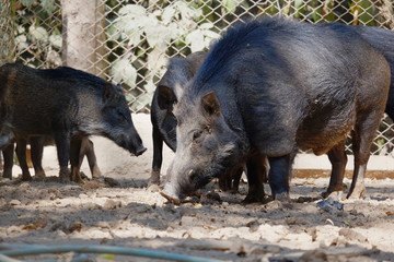 Wild boar in the zoo thailand
