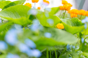 Spring. Blossoming apple tree flowers