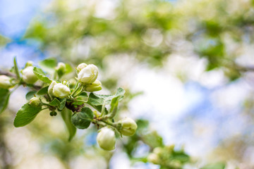 Spring. Blossoming apple tree flowers