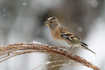 Brambling under snowfall  (Fringilla montifringilla)
