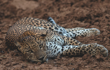 Leopard sleeping; leopard staring; leopard relaxing; leopard stare